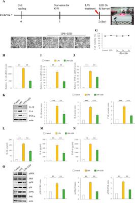 Dual red and near-infrared light-emitting diode irradiation ameliorates LPS-induced otitis media in a rat model